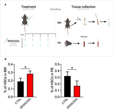 Role of β3-Adrenergic Receptor in Bone Marrow Transplant as Therapeutical Support in Cancer